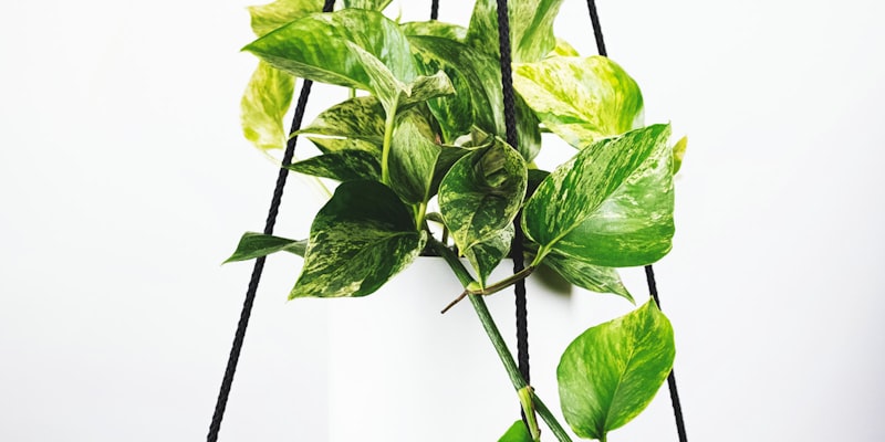 2026年世界杯淘汰赛阶段赛程安排图示